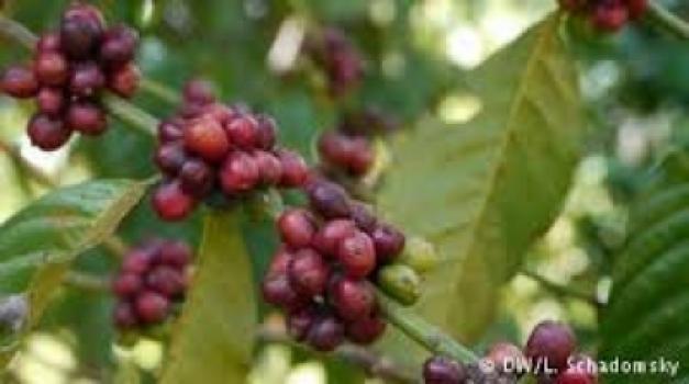 Hepa-Kaffee Uganda Hepa-Kaffee Uganda