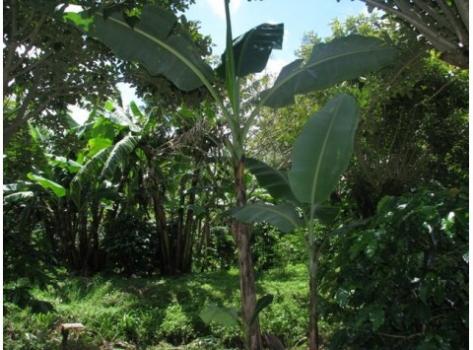Schamong Kaffee COSTA RICA TARRAZU COOPERATIVE DOTA Schamong Kaffee COSTA RICA TARRAZU COOPERATIVE DOTA
