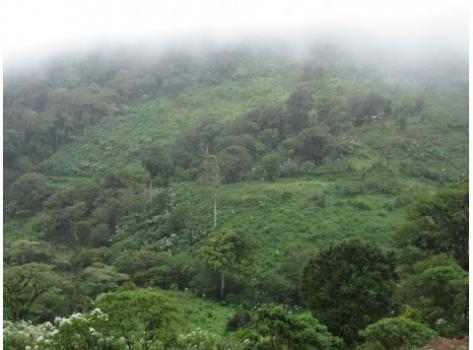 Schamong Kaffee BUCARAGZA JINOTEGA LOS PAPALES Schamong Kaffee BUCARAGZA JINOTEGA LOS PAPALES