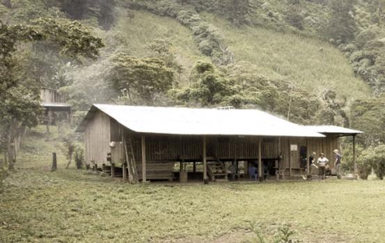 Wildkaffee Peru Finca Rosenheim Wildkaffee Peru Finca Rosenheim